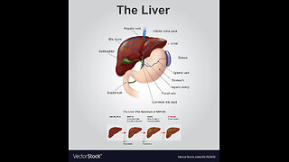 The Liver-Barbara O'Neill