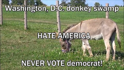 Washington, D.C. donkey swamp