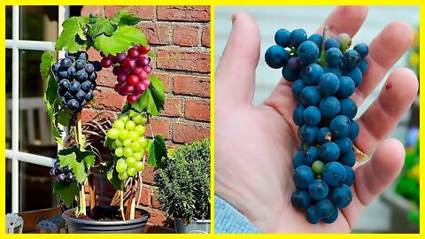 How To Grow Grapes In Your Own Backyard