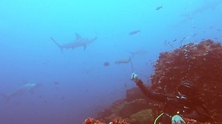 Divers wait in the rocks while hammerhead sharks circle above them