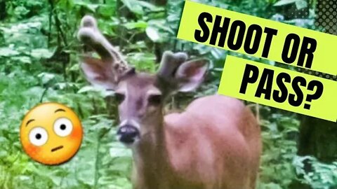 Shoot or Pass? [Comment Below][Buck Bourbon TrailCam Check]