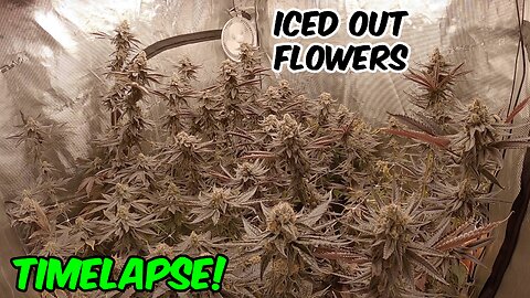 SEED TO HARVEST TRUFFLE BREATH FULL HOME CANNABIS GROW in TIMELAPSE!!!