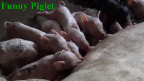 Funny Piglets - Breastfeeding Time