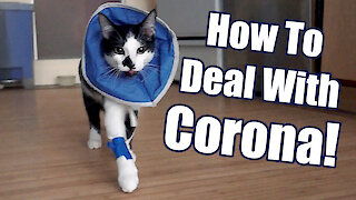 Cat demonstrates 8 ways to deal with the Coronavirus