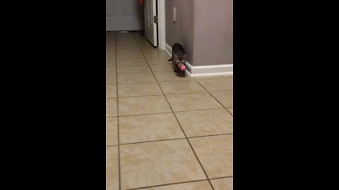 A Cat Who Just Loves To Fetch