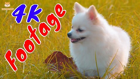 4K Dogs and Puppies Beautiful Animal Footage