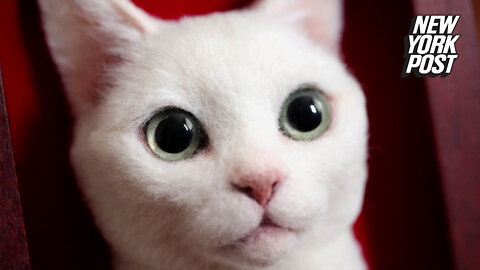 Eerily realistic 3D cat portraits will stare into your soul