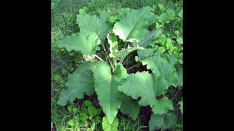 Burdock Root (Arctium lappa)