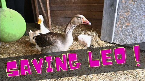 Saving LEO The Goose!
