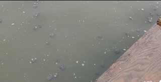 Sewage floating in Back River