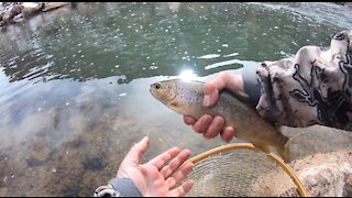 Euro Nymphing First Timer - Fly Fishing New Mexico | 2021