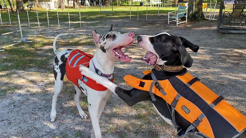 Great Dane Puppy Sisters Play Bitey Face Before Swimming Lessons