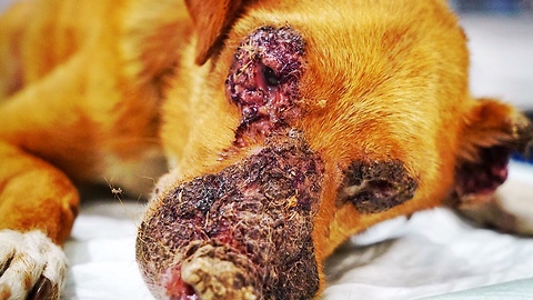 Amazing recovery of dog tied to a tree and starved for five years. MUST SEE THE END!