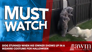 Dog Stunned When His Owner Shows Up In A Bizarre Costume For Halloween