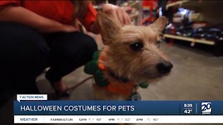 Tips to get your pet a Halloween costume