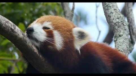Endangered species Red panda also known as the lesser panda or red bear-cat