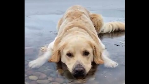 Funny Dog Videos 🐶 It's time to LAUGH with Dog's life