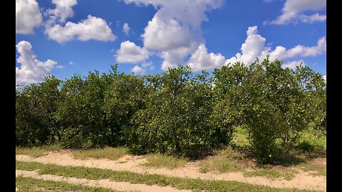 Food Security Coalition. Indian river Citrus trees. Windy Solar Capital