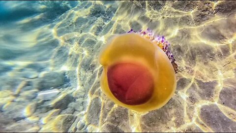 Mediteranska meduza na pulskom području
