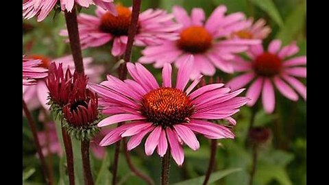 Echinacea