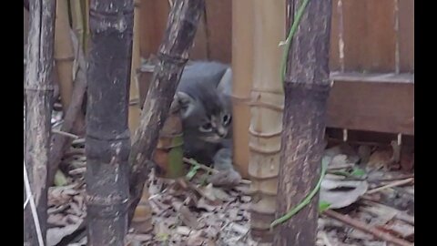 Feral kitten socializing