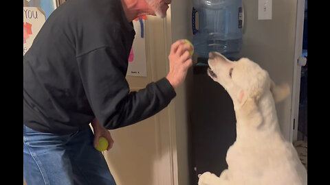 Energized Goldendoodle Loves Her Tennis Balls