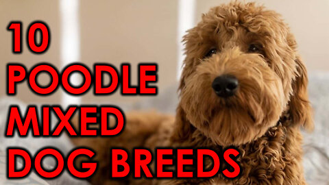 10 Poodle Mix Breeds That Will Make Your Heart Sing
