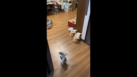 Young Kitten does a crazy flip chasing a laser!