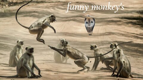 Funny monkey's/snake monkeys/prank monkeys /the best comedy in 2021