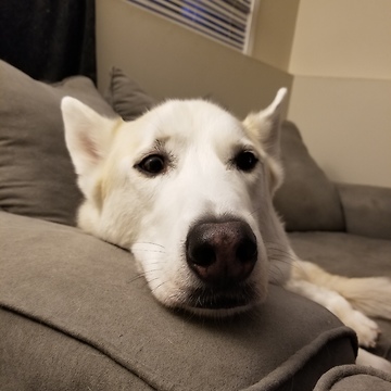 Owner tries her best to stop husky howling at sirens