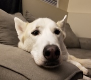 Owner tries her best to stop husky howling at sirens