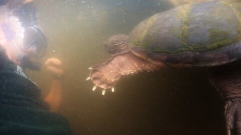 Brave swimmer has face to face encounter with giant snapping turtle