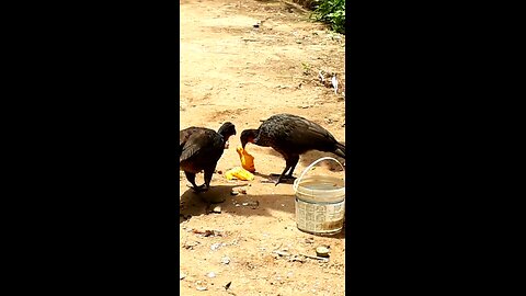 Jacu e sua família deliciando-se com mamões frescos na terra Jacuaçu, jacuguaçu, guans