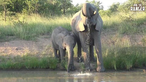 Elephant Herd Drinking At A South African Waterhole