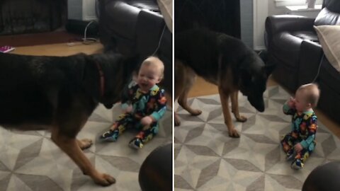 A baby who loves to play with his favorite pet dog