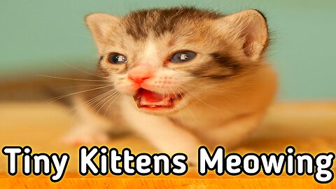 Kitten Meowing for Mom | Kitten Meow Cute | Cat Baby Crying Loudly