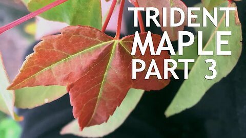 Trident Maple Nursery Stock, part 3