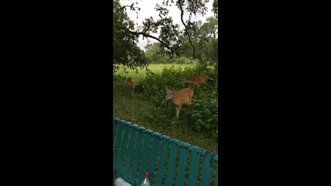 Deer in a park we walked in❤️