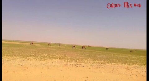 You often come across camels on the way to the desert, really beautiful scenery