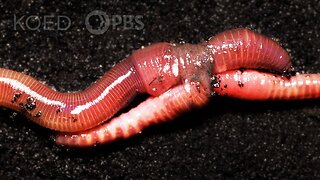 Earthworm Love is Cuddly... and Complicated | Science Videos