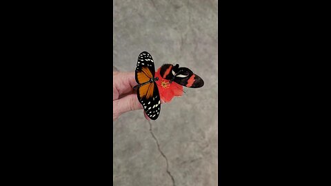 Butterflies Eating Out of My Hand From Artificial Flower