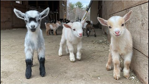 Cute Goats