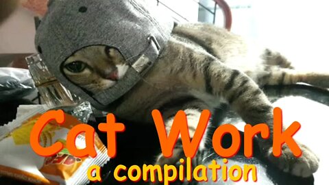 Rea's Cat Video Compilation ... Sadly an Abandoned Project .... (Cat Life)