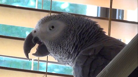 Hungry parrot and his owner are looking forward to eating