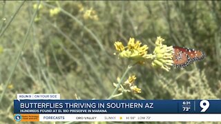Butterflies thrive in Southern Arizona following record breaking monsoon