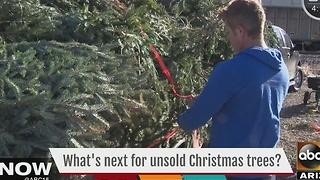 Where do all the unsold Christmas trees go?