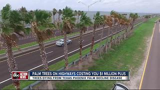 Palms planted under FDOT's multi-million dollar landscaping plan dying from disease