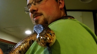 Rescued constrictor snake puts itself to bed after feeding time