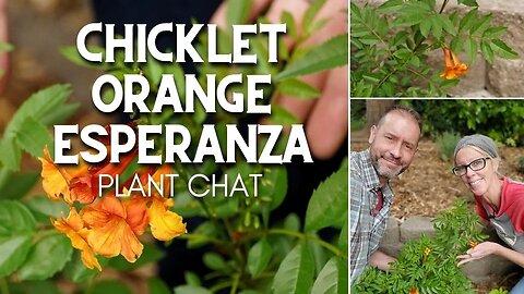 🍊 Chicklet Orange Esperanza Plant Chat | Esperanza Orange 🍊