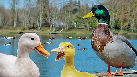Funny Videos From A Duck's Life - Funny Ducks Compilation An Yi Kong Kong Jiang